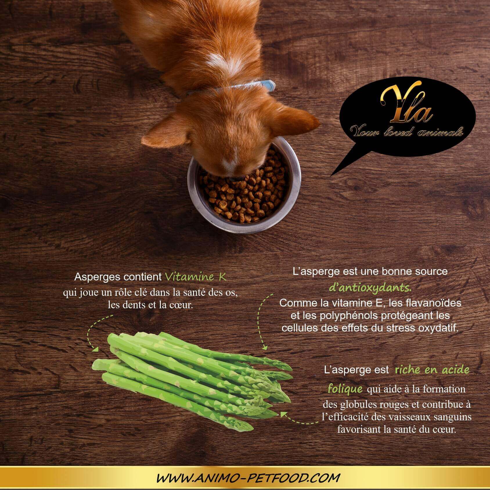 Les bienfaits des asperges pour le chien